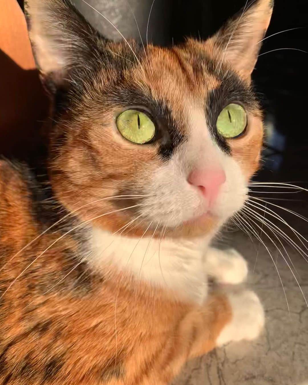 リリーのインスタグラム：「Golden hour ☀️ . . . . . #lillycrazyeyes #calicocat #calico #goldenhour #meowdel #friday #instacat #meowstagram #catsofinstagram #catoftheday #eyebrows #eyes #cat #whiskers #weekend」