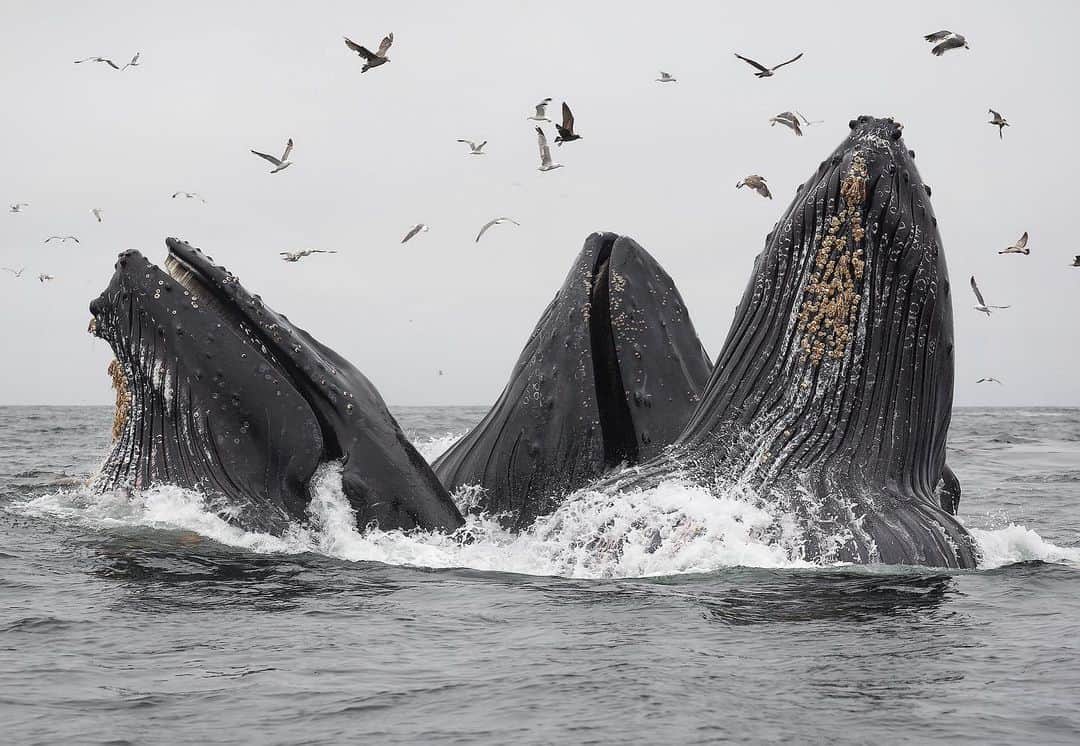 Chase Dekker Wild-Life Imagesのインスタグラム：「It’s been weeks since I’ve been able to get out on the water with the whales and other marine life of Monterey Bay. Weather permitting, that drought ends tomorrow, so whether it’s some migrating gray whales, playful dolphins, or some hungry humpbacks, I’ll take it!」