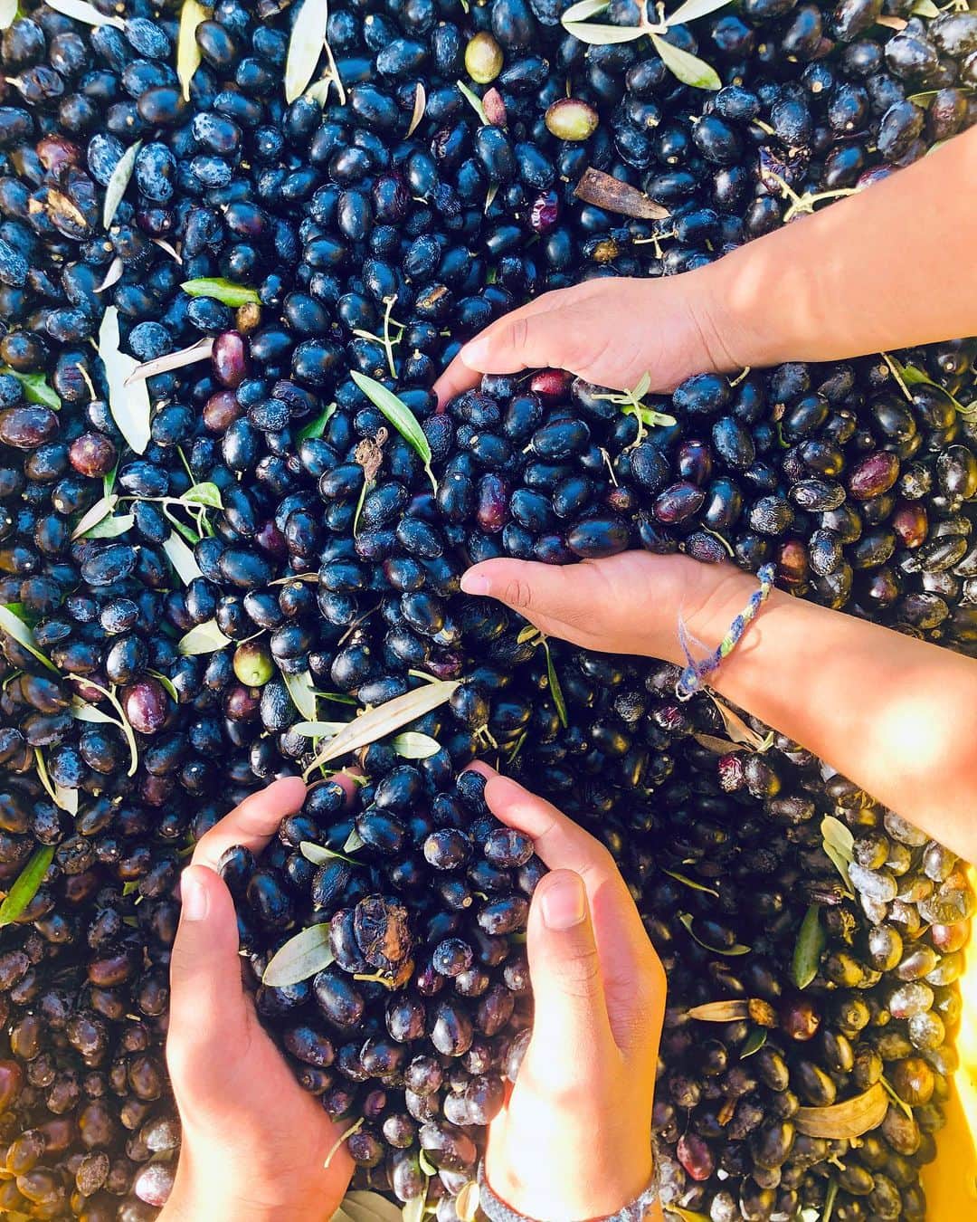 ケリスのインスタグラム：「So excited!!! Spending the day picking our olives... @bountyandfull California Olive Oil coming soon. From me to you! WEPAAAA」