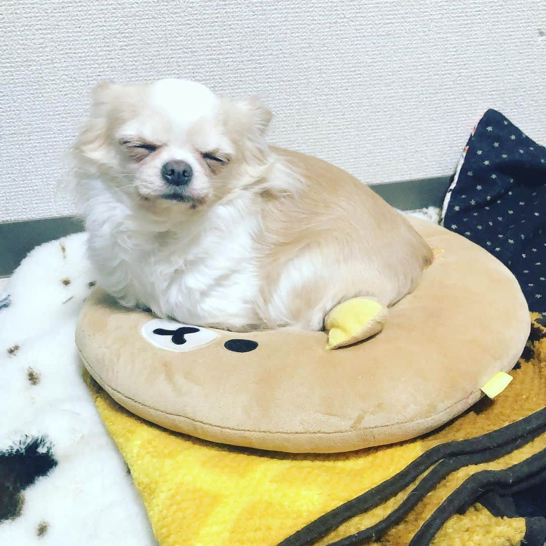 青山愛菜さんのインスタグラム写真 - (青山愛菜Instagram)「#GN #chihuahua #きなこ」12月21日 5時57分 - ainamnsl