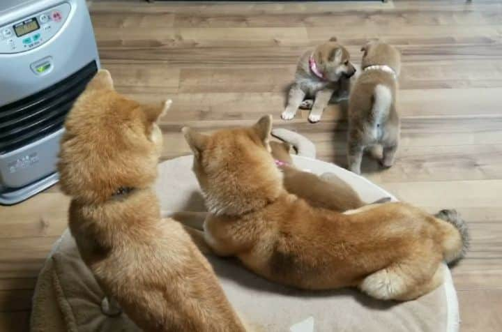 柴犬たま Shibainu Tamaのインスタグラム