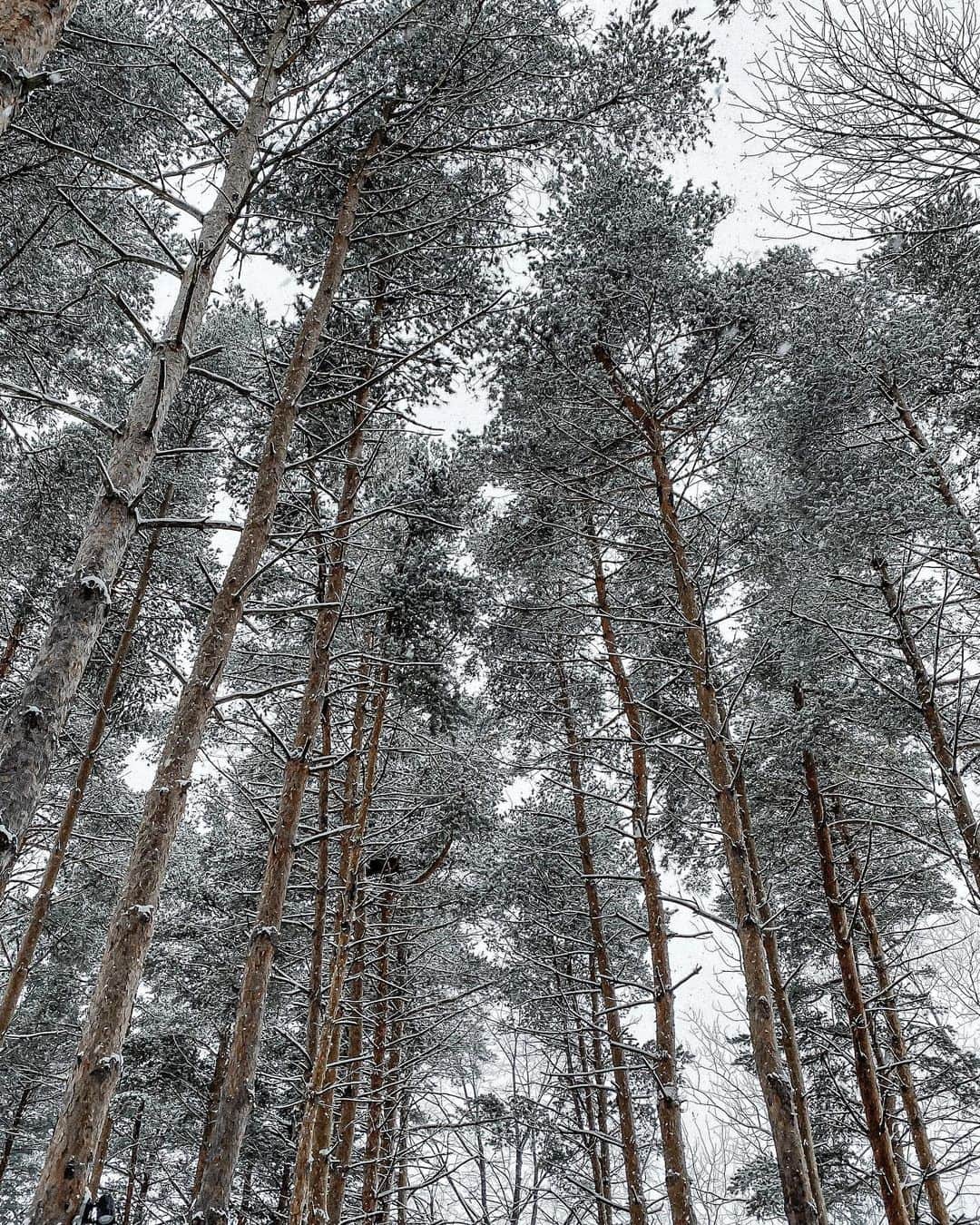 Manamiのインスタグラム：「beautiful winter❄️🌳🌲 ㅤ 実は私は寒いのが苦手...だと思い込んでいた🥶 暖かい国にしか行ったことがなく 今回、初めての寒い国でちゃんと楽しめるのかなって 最初はちょっと不安でした🥺 だけど、寒いのなんて全く気にならなくて 雪が美しくてトロントの街にとても合ってて 冬のトロントを1日目ですぐ大好きになった🥺💕 (ストーリーで既に伝わっていると思いますが🥳) 私寒いの苦手じゃなかった🥺💕笑 どんな事でも自分で見た事や感じた事だけを信じたいって 日頃からいつも思っているの💭 だから気付けてよかった😌❄️ 思い込みや決めつけって、 自分の行動範囲や可能性を狭めてしまうと思う。 きっとこの機会がなかったら、 冬のカナダには来てなかった。 それは今回みたいな楽しさや 幸せな気持ちを知れなかったという事。 そんなのもったいない🥺‼️ 思い込みが一つなくなったので、 これからは寒い国や冬のシーズンに旅するはず✈️ そう思えてとっても幸せな気持ち😌💗 followersさんにも伝わっていたら嬉しい😌💗 ㅤ オンタリオで撮ったこの写真とってもお気に入り🌲🌲🤍 ㅤ #Ontario #オンタリオ #カナダ観光局 #pr」