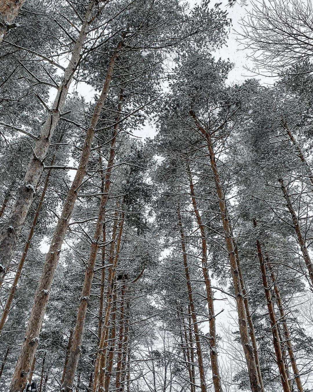 Manamiさんのインスタグラム写真 - (ManamiInstagram)「beautiful winter❄️🌳🌲 ㅤ 実は私は寒いのが苦手...だと思い込んでいた🥶 暖かい国にしか行ったことがなく 今回、初めての寒い国でちゃんと楽しめるのかなって 最初はちょっと不安でした🥺 だけど、寒いのなんて全く気にならなくて 雪が美しくてトロントの街にとても合ってて 冬のトロントを1日目ですぐ大好きになった🥺💕 (ストーリーで既に伝わっていると思いますが🥳) 私寒いの苦手じゃなかった🥺💕笑 どんな事でも自分で見た事や感じた事だけを信じたいって 日頃からいつも思っているの💭 だから気付けてよかった😌❄️ 思い込みや決めつけって、 自分の行動範囲や可能性を狭めてしまうと思う。 きっとこの機会がなかったら、 冬のカナダには来てなかった。 それは今回みたいな楽しさや 幸せな気持ちを知れなかったという事。 そんなのもったいない🥺‼️ 思い込みが一つなくなったので、 これからは寒い国や冬のシーズンに旅するはず✈️ そう思えてとっても幸せな気持ち😌💗 followersさんにも伝わっていたら嬉しい😌💗 ㅤ オンタリオで撮ったこの写真とってもお気に入り🌲🌲🤍 ㅤ #Ontario #オンタリオ #カナダ観光局 #pr」12月21日 17時09分 - manashika