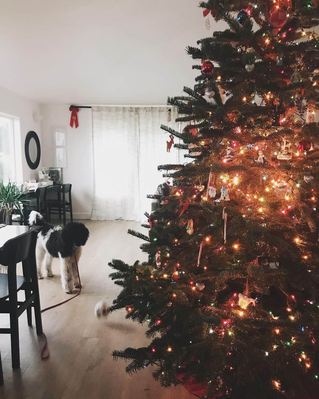 Robin May Flemingさんのインスタグラム写真 - (Robin May FlemingInstagram)「The only thing harder than photographing a black poodle puppy is photographing a black poodle puppy while she plays with her soccer ball. But I'll keep trying!」12月21日 8時34分 - robinmay