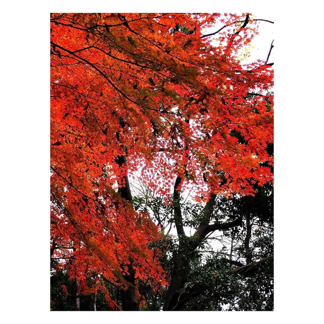 理絵さんのインスタグラム写真 - (理絵Instagram)「まだまだ紅葉🍁  #紅葉 #もみじ #紅葉狩り #もみじ狩り #autumnleaves #단풍 #tokyo #japan」12月21日 8時47分 - ____rie____