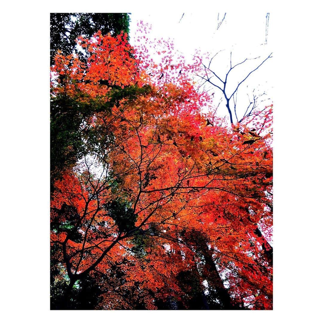 理絵さんのインスタグラム写真 - (理絵Instagram)「まだまだ紅葉🍁  #紅葉 #もみじ #紅葉狩り #もみじ狩り #autumnleaves #단풍 #tokyo #japan」12月21日 8時47分 - ____rie____
