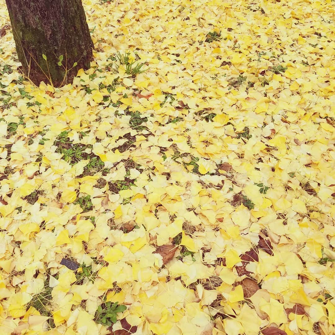 前田真里さんのインスタグラム写真 - (前田真里Instagram)「公園が一面、黄色の絨毯に～🍂 #photocity_nagasaki  #yellow #leaf  #december #japan」12月21日 8時54分 - maedamari