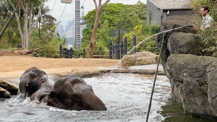 タロンガ動物園のインスタグラム