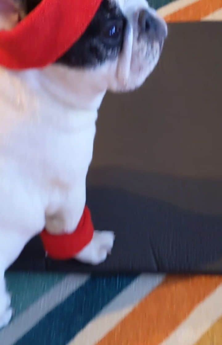 Manny The Frenchieのインスタグラム：「Shop all these fitness things and more on @wish :  https://www.wish.com/j/mannynewyear  Use promocode: MANNY20 for 20% off WISH (valid 12/21-12/28)  #ad #wish #2020 #newyearsresolutions #wishinfluencers」