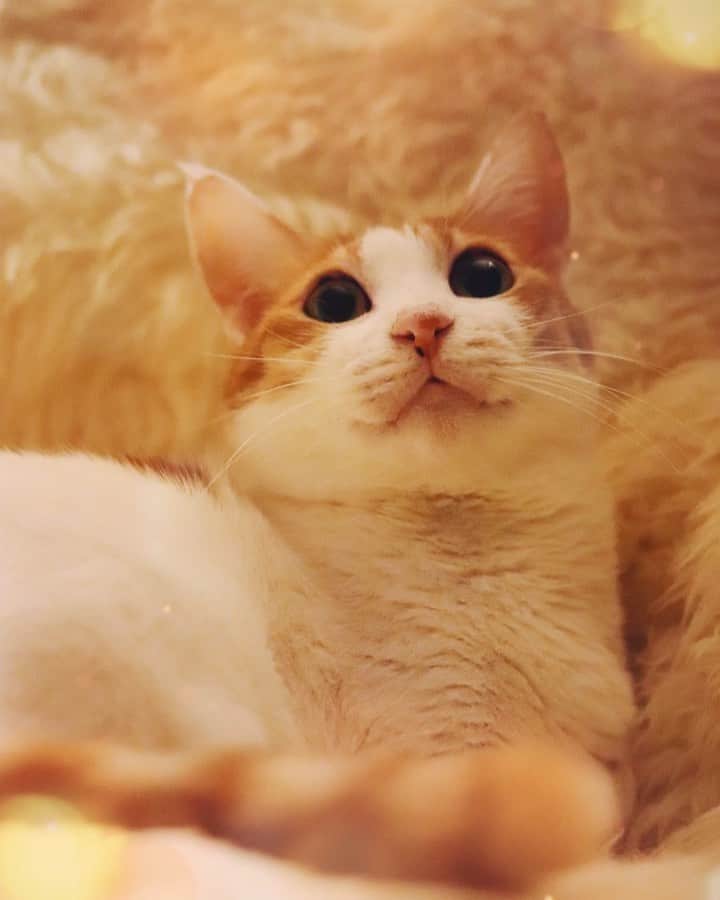 のインスタグラム：「・ ・ あぁ…かわい❤︎ ・  あたたかな週末を… ・ ・ ・  #親バカ部  #ねこのいる暮らし」