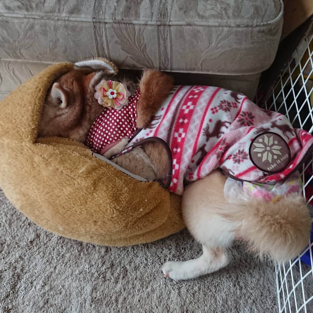 柴子さんのインスタグラム写真 - (柴子Instagram)「おはようございます。 柴子(仮名)さん、そこは寝やすいのかい？(*^^*) #柴犬　#shibainu #shibastagram」12月21日 10時47分 - senogawadogs