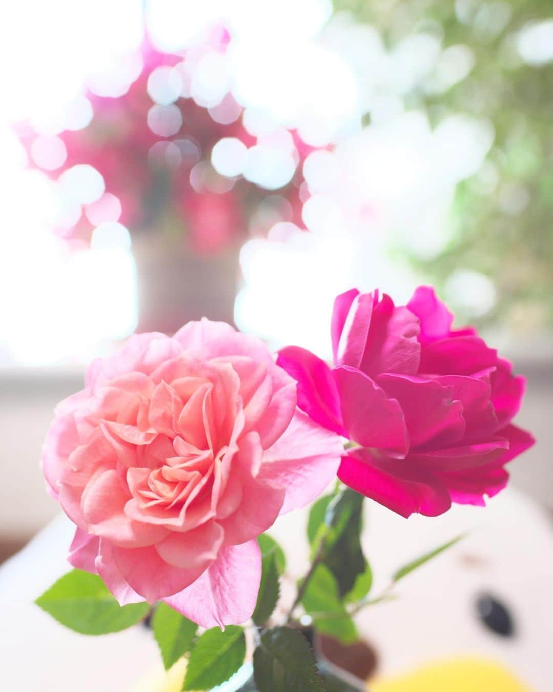 kiccyomuのインスタグラム：「☁️ 2019.12.21 Sat 自宅の #薔薇 🌹 ベランダの薔薇を再度剪定… まだ咲いてた薔薇をテーブルに😊 * 天気は良くないけど… 今日も元気に🤗 * location #千葉 撮影 12月21日」