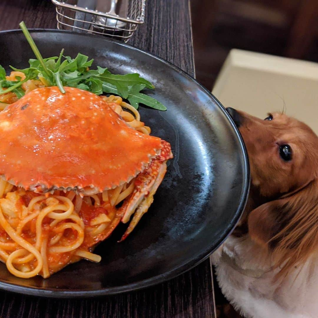 大見さなえさんのインスタグラム写真 - (大見さなえInstagram)「中目黒のペット可カフェ🐶💓﻿ 『FRAMES(フレイムス）』﻿ ﻿ オシャレな中目黒で、店内ペット可😍﻿ ワタリガニのトマトクリームパスタ🍝🦀﻿ まるごと一杯のワタリガニを使ったトマトクリームパスタ！﻿ 生リングイネはモチモチしてる🤤💓﻿ ﻿ ペットはリードつけて下にシートを敷けば﻿ カバンから出しても大丈夫とのこと(*^^*)﻿ お散歩ついでなど気軽に行きやすいお店☺️﻿ つばきちゃんも嬉しそうだった🐶💓﻿ ﻿ #フレイムス #frames #ペット可カフェ﻿ #ペット可 #中目黒ペット可 #愛犬﻿ #渡り蟹のトマトクリームパスタ﻿ #めぐログ_中目黒 #めぐログ_ペット可﻿ #カニーヘンダックス #パスタ #pasta」12月21日 11時14分 - tabe_megumi