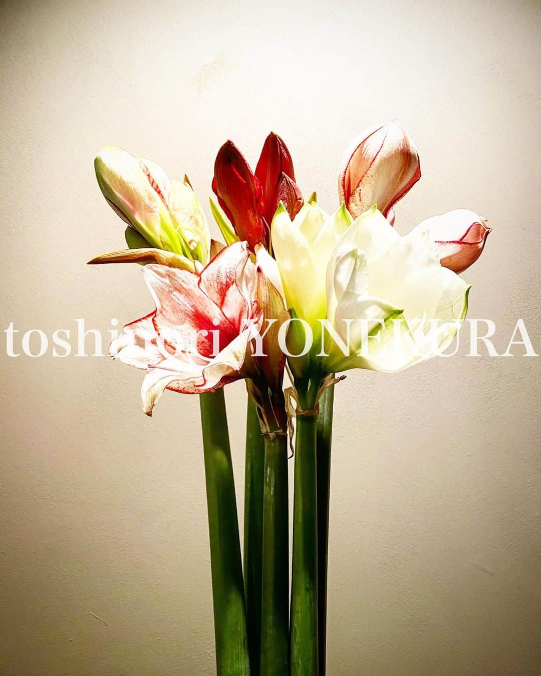 米倉利紀さんのインスタグラム写真 - (米倉利紀Instagram)「flowers of the week」12月21日 11時17分 - toshi_yonekura