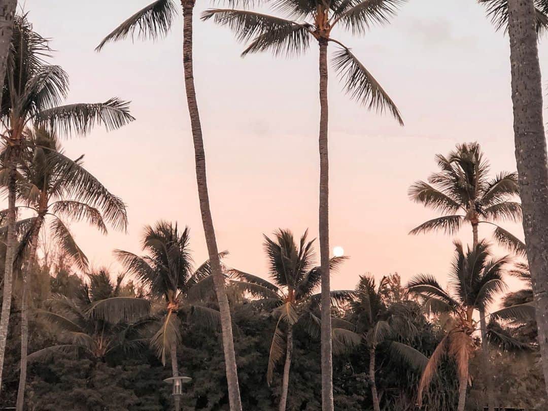 堀舞紀さんのインスタグラム写真 - (堀舞紀Instagram)「🌴 . . . pink" . . . #maino_hawaii #northshore滞在記_ #hawaii #ハワイ」12月21日 12時07分 - mainohori