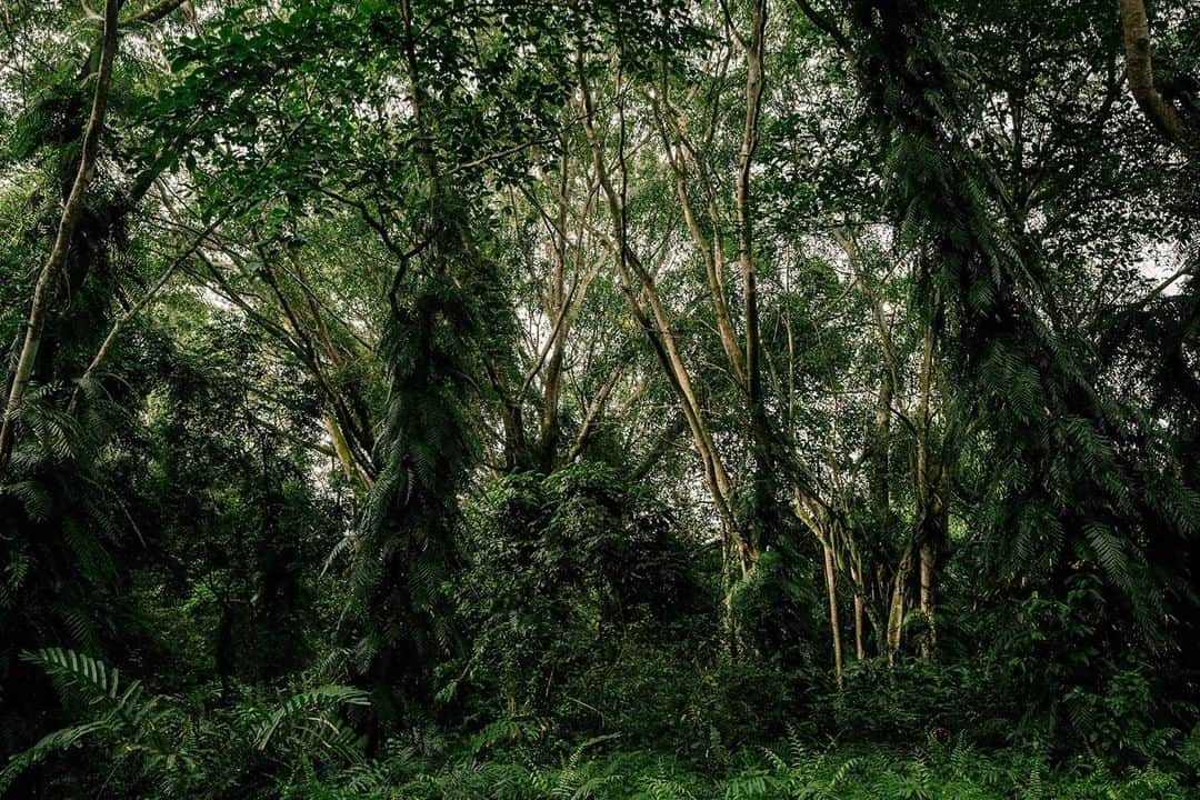 ナショナルジオグラフィックさんのインスタグラム写真 - (ナショナルジオグラフィックInstagram)「Photo by @iantehphotography | The Kuala Selangor Nature Park in Malaysia has a total area of 2.4 square kilometers, a compact reserve of wetland and secondary forest on either side of a man-made coastal bund. Malaysia's deforestation rate is one of the fastest in the world. I wondered how Malaysia calculates its forest cover, and I recently spoke to conservation biologist Adam Kamal, who explained: "The percentages given are often based on land status and not actual ground cover; timber rubber plantations can actually be considered as permanent reserved forests.” The estimated forest cover today is between 50% and 55%; the UN FAO has noted that these estimates include palm plantations. Kamal believes the current forest cover is lower than the quoted figure. The official estimates are “inaccurate," he says. "Forests in Malaysia have been under extreme anthropogenic pressure. Most forests that are left to be wild are in various states of degradedness, none of which function or harbor the same communities of organisms that were historically there prior to disturbance. In some secondary forest sheer biodiversity is actually higher, but the species reflected in this heightened biodiversity tend to be ruderal (weedy species) or common.” #naturereserve #deforestation #malaysia」12月21日 12時35分 - natgeo