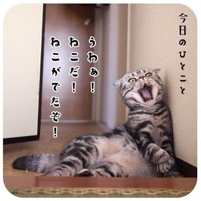 Shishi-maruのインスタグラム：「🐱ねこのきもちWEBMAGAZINE にて、猫エッセイが更新されました。🐈是非お楽しみ下さい。 【渋ネコししまるさん】#26 ｜ねこのきもちWEB MAGAZINE https://cat.benesse.ne.jp/lovecat/content/?id=61473 🐱My essay about Shishi-maru is serialized in a weekly magazine:) ーーーーーーーーーーーーー 🌺「渋ネコ ししまるさん」ねこのきもちWEB MAGAZINE にて毎週金曜日エッセイの連載中 ーーーーーーーーーーー 📕「ぷっちねこ。」「3匹のちいさな猫を召喚できたなら」「ちいさな猫を召喚できたなら」徳間書店より単行本発売中 ーーーーーーーーーーー ⭐︎ねこ漫画→@tacos_cat 🌺Twitter →@taco_emonemon ーーーーーーーーーーー」