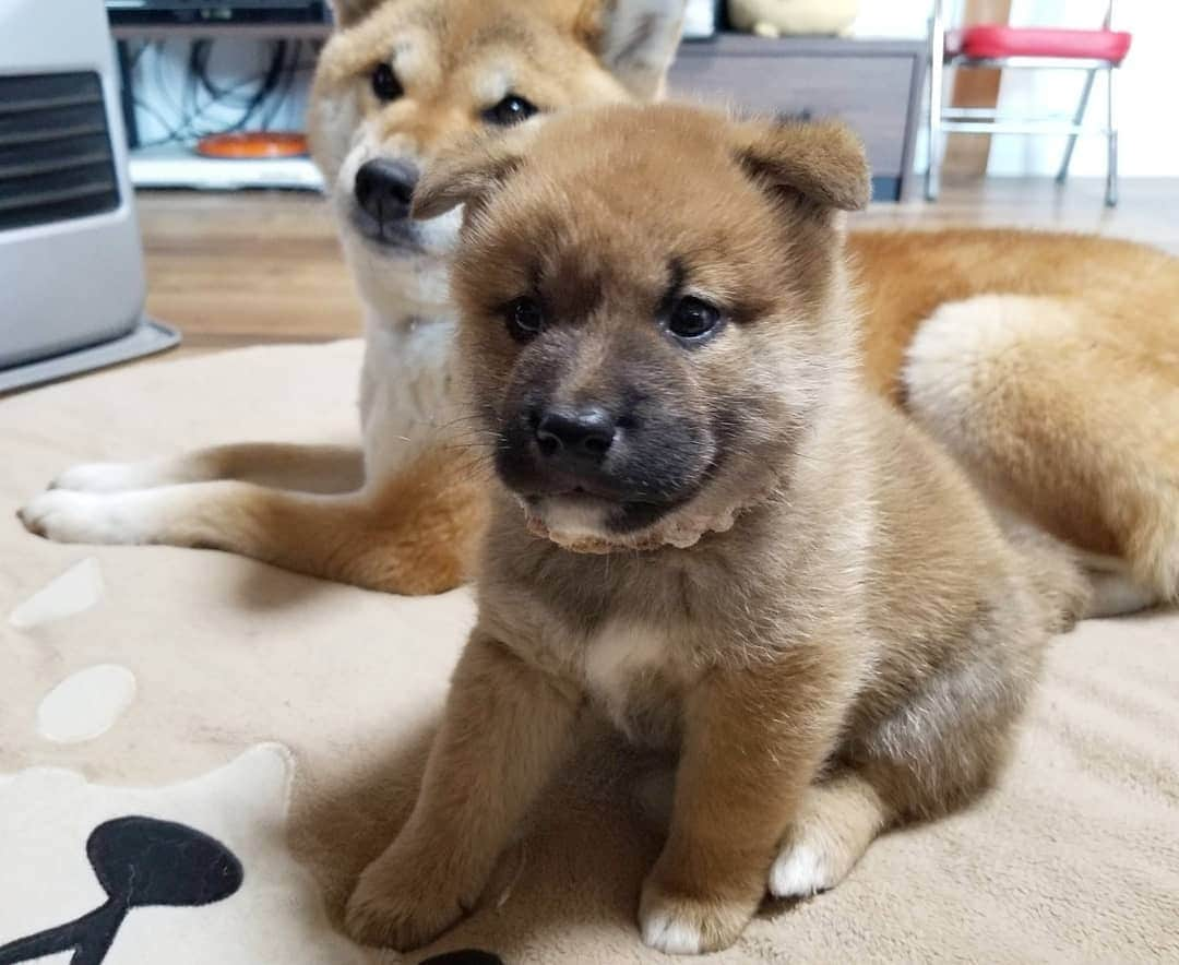 柴犬たま Shibainu Tamaのインスタグラム