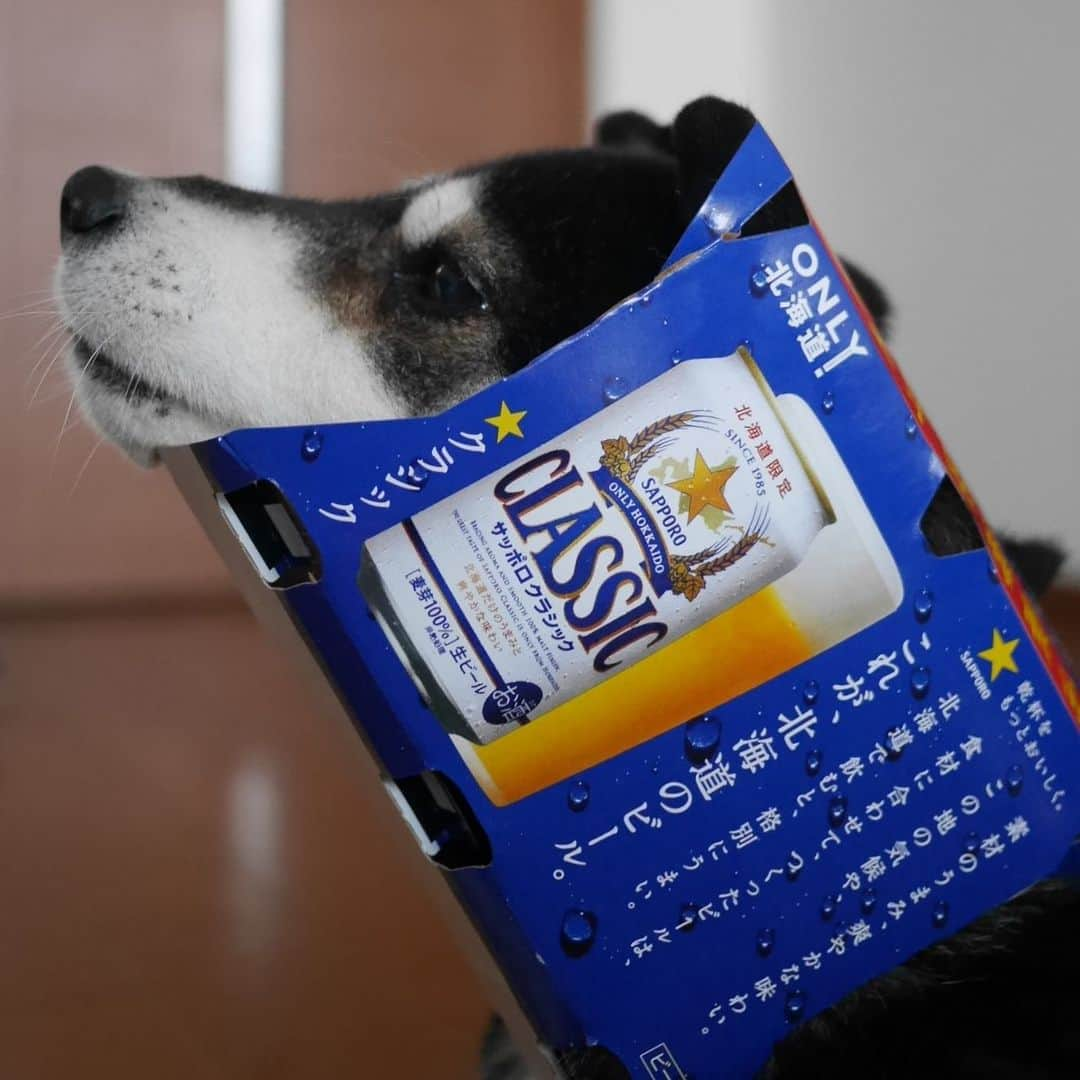 くろさんのインスタグラム写真 - (くろInstagram)「SAPPORO⭐️CLASSIC🍺 #豆と遊ぼう #豆で遊ぼう#されるがまま犬 #サッポロクラシック #北海道限定  #OnlyHokkaido #これが北海道のビール #⭐️SAPPORO #サッポロビール #カメラ目線犬 #黒柴 #柴犬 #和犬 #日本犬 #晩酌犬 #柴犬と一緒 #柴犬のいる暮らし #柴犬のいる生活 #わんこと一緒 #わんこのいる生活 #わんこのいる暮らし #わんダフォ #わんだふるjapan」12月21日 14時31分 - m6bmw