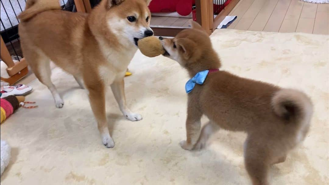 豆柴 サニーちゃんさんのインスタグラム写真 - (豆柴 サニーちゃんInstagram)「. . HELLO〜こんにちわんわん🐻🐶🏀 . 今日のさにらむ . お気に入りのおもちゃの取り合い . パンチしたり くっついたり お尻アタックしたり 楽しそう☺️ . ラムちゃん サニちゃんをカプカプして遊ぶと お口にごっそり サニちゃんの抜け毛が付いているよ😆 . . #おもちゃの取り合い #譲ってあげるよ #サニーパンチ #仲良し姉妹犬 #生後3か月 #すくすく成長中 #さにらむ劇場 . #柴犬#豆柴 #赤柴 #まめしばいぬ#まめしば#いぬのきもち#ふわもこ部 #サンデイ#サンデイいぬ組#anicas#shiba_snap #shibainu#shiba#mameshiba#shibastagram #mameshibapuppy#shibapuppy #豆柴サニーちゃん#豆柴ラムちゃん#さにらむたん #さにらむ2020」12月21日 15時51分 - sunny_rei_32