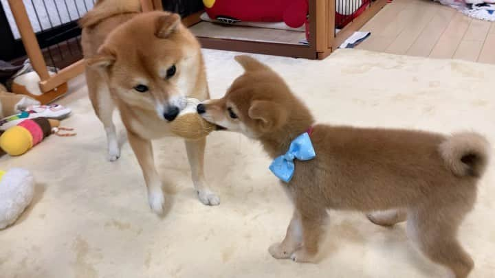 豆柴 サニーちゃんのインスタグラム