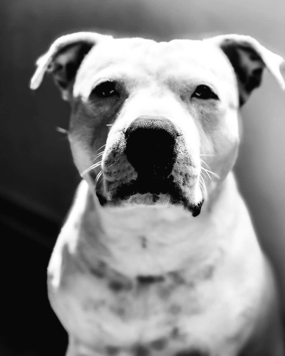 マテウス・サンタナのインスタグラム：「🐾」