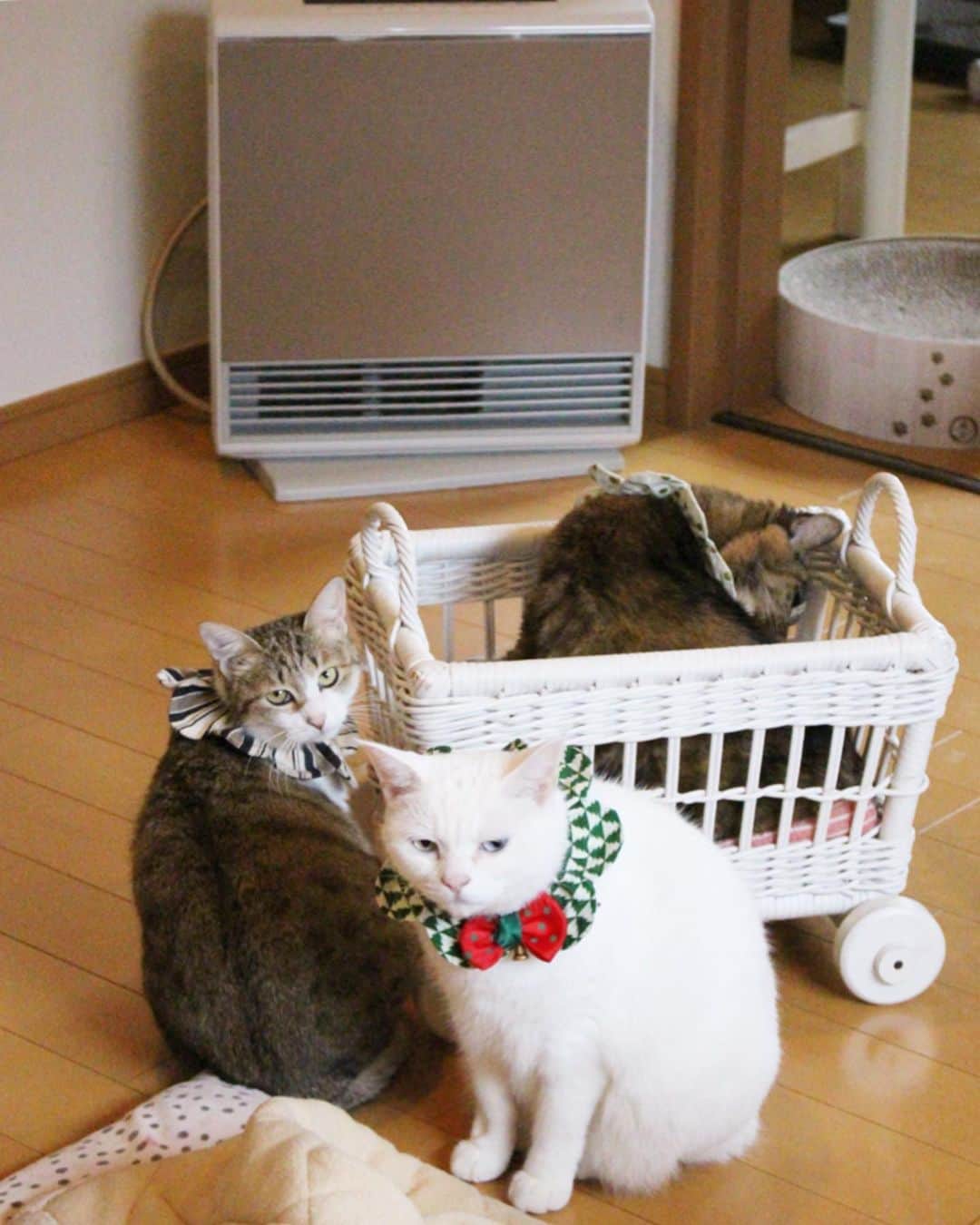 maimocotoさんのインスタグラム写真 - (maimocotoInstagram)「モコちゃんを囲む会のみなさんです❤︎ みんな、モコに優しくしてくれてありがとうね😊 今日はるるといろはをお届けに行ってきました。 リノベして猫仕様のオシャレなお家になっていて、2人も思いっきり遊べそうです✨（3枚目） 本当に良かったね😭ご家族共々幸せでいて欲しいと願うばかりです❤︎ ＊ ＊ 『そろそろいろはくんのおっぱいの時間なのに見当たらなくてさみしいの、あたち』 ＊ ＊ 明日は御茶ノ水で開催される #にゃんぱく に #ザビエル首輪 屋さんで1日お店に立ってます✨良かったら遊びにいらしてくださいね🙇‍♀️お待ちしてます♪」12月21日 17時45分 - maihimemoco