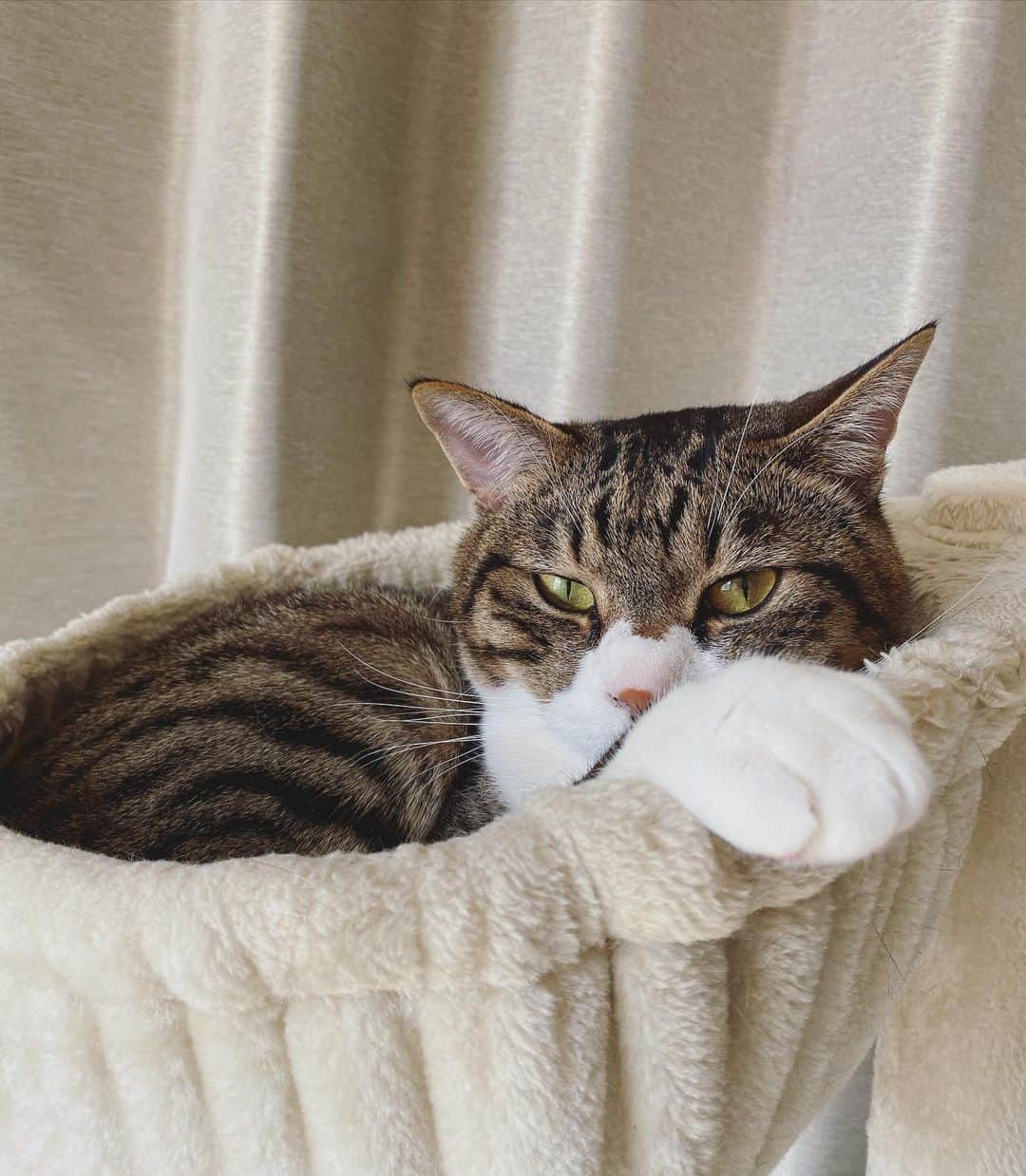 野本かりあのインスタグラム：「猫バカ投稿するよ🐱 抱っこ嫌いなルカが、初めて長い時間抱っこさせてくれて。 しかも、グルグルゴロゴロ言ってて、私嬉しい😭😭😭😭😭 #lukary #catstagram #にゃんすたぐらむ」