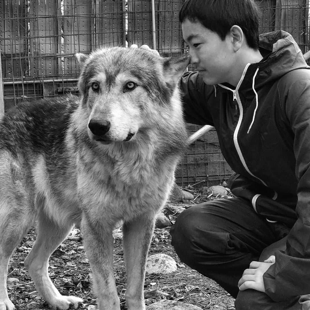 藤代冥砂さんのインスタグラム写真 - (藤代冥砂Instagram)「龍之介、縁あって狼犬の飼育見習中。犬とはつくが95%狼なので、外見も中身も、まるでオ、オ、カ、ミ。 70キロ級犬舎にも入っても動じなくなってきたみたい。子供の魂の方が壁を作らないのだろう。羨ましい。 オオカミは知性が高いなと、見学してて思う。そして、美しいなあ。 彼らと目が合う時に感じる懐かしさに、いつも動揺する。こっち側に帰ってくれば？と誘われてる気になって。  #オオカミ　#オオカミ犬　#ウルフドッグ　#wolfdog」12月21日 18時07分 - meisafujishiro