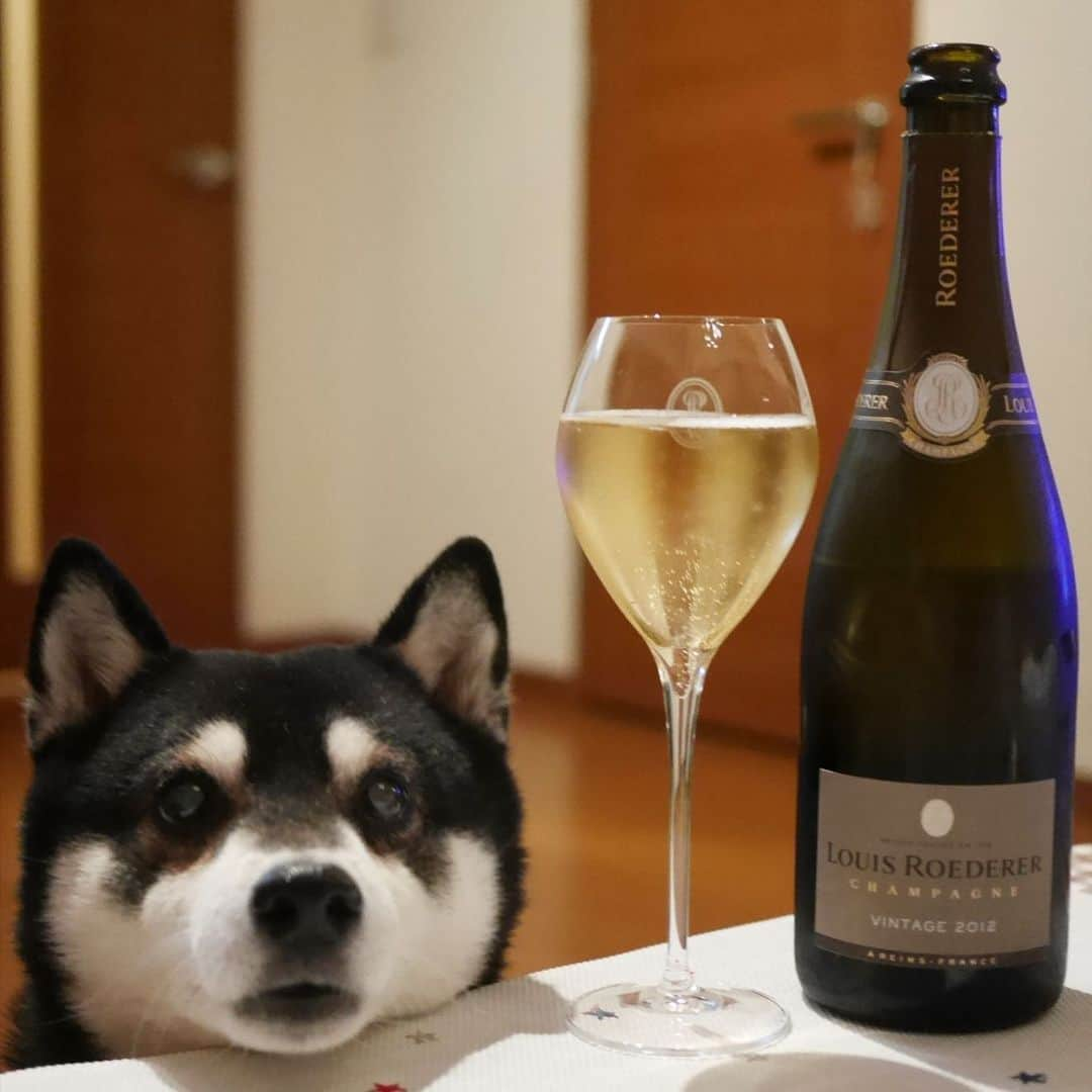 くろさんのインスタグラム写真 - (くろInstagram)「🍾 #louisroederer #champagne #brutpremier #ルイロデレールブリュットヴィンテージ #ルイロデレール #ブリュットヴィンテージ #エノテカ #ENOTECA #ForAllWineLovers #シャンパン #シャンパーニュ #sangredetoro #サングレデトロ #エノテカ #専用シャンパーニュグラス #シャンパーニュグラス #kuroshiba #blackshiba #shibainu #shibastagram #instadog #dogstagram #柴犬 #黒柴 #黑柴 #癒し犬 #わんこのいる暮らし #わんこのいる生活 #わんこと一緒 #モデル犬 #オファーお待ちしております」12月21日 18時26分 - m6bmw