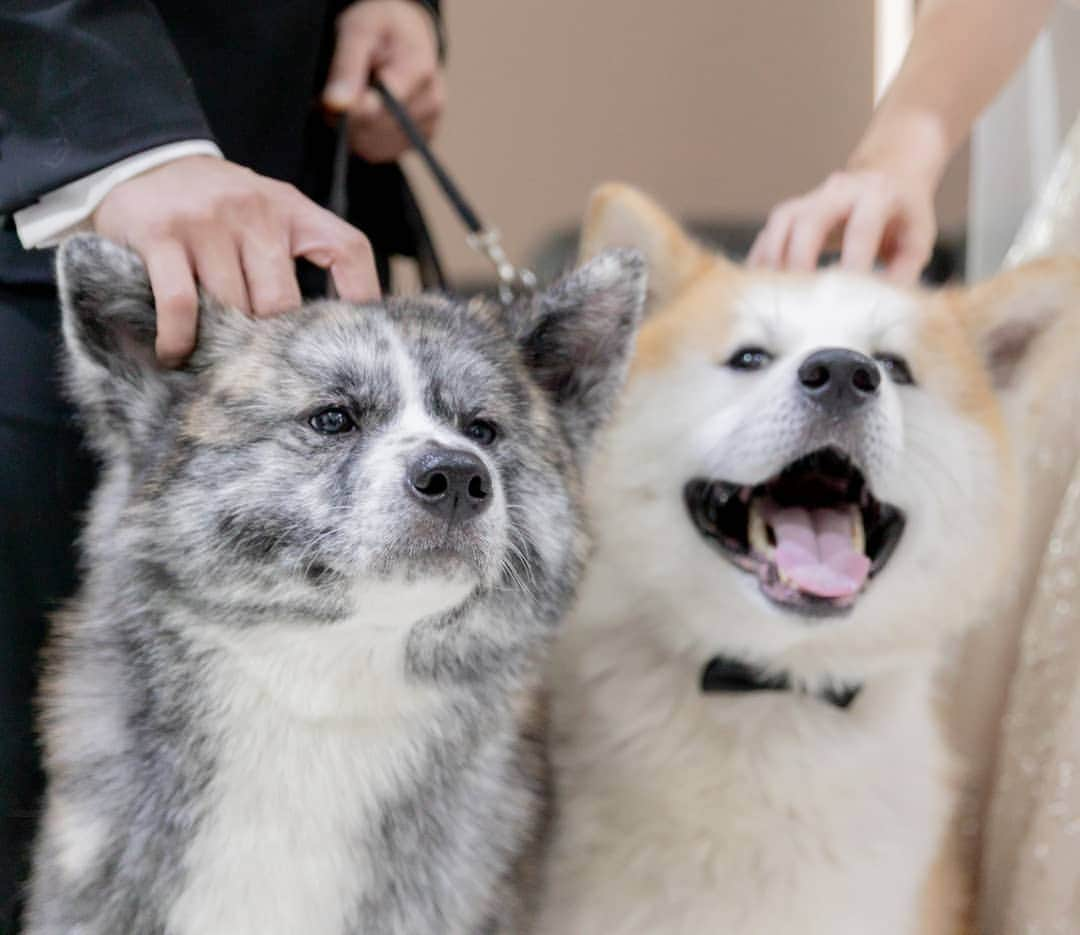 INA. CH KAITO VON JAH SUEDEのインスタグラム：「Being part of an important memories is so memorable and awesome  Also with my lovely @akita.hana . . . . . . . . . . . #akita#akitafeatures#japaneseakita#dog_features#Hatchiko#love#animal#petoftheday#akitaofinstagram#pet#animal#秋田犬#犬#秋田#日本の秋田#日本犬 #大型犬 #日本語 #子犬 #可愛い #doglover#ワンコ大好き倶楽部公式 #photooftheday#akitagram#instapet#dogstagram#dog#puppy#INSTAKITA  #havevanwithadel」