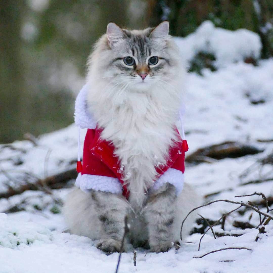 Floraのインスタグラム：「Me trying to fix this Santa list situation 🎅🎄😹 #kattunge #dailyfluff #bestanimal #excellent_cats #christmas #igcutest_animals #cat_features #cutepetclub #fluffypack #katt #bestmeow  #weeklyfluff #meow #AnimalAddicts #kittycat #cat #cats #kitten #kittens #kawaii #instacat #calico #neko #winter #snow #2019 #sibiriskkatt #siberiancat」