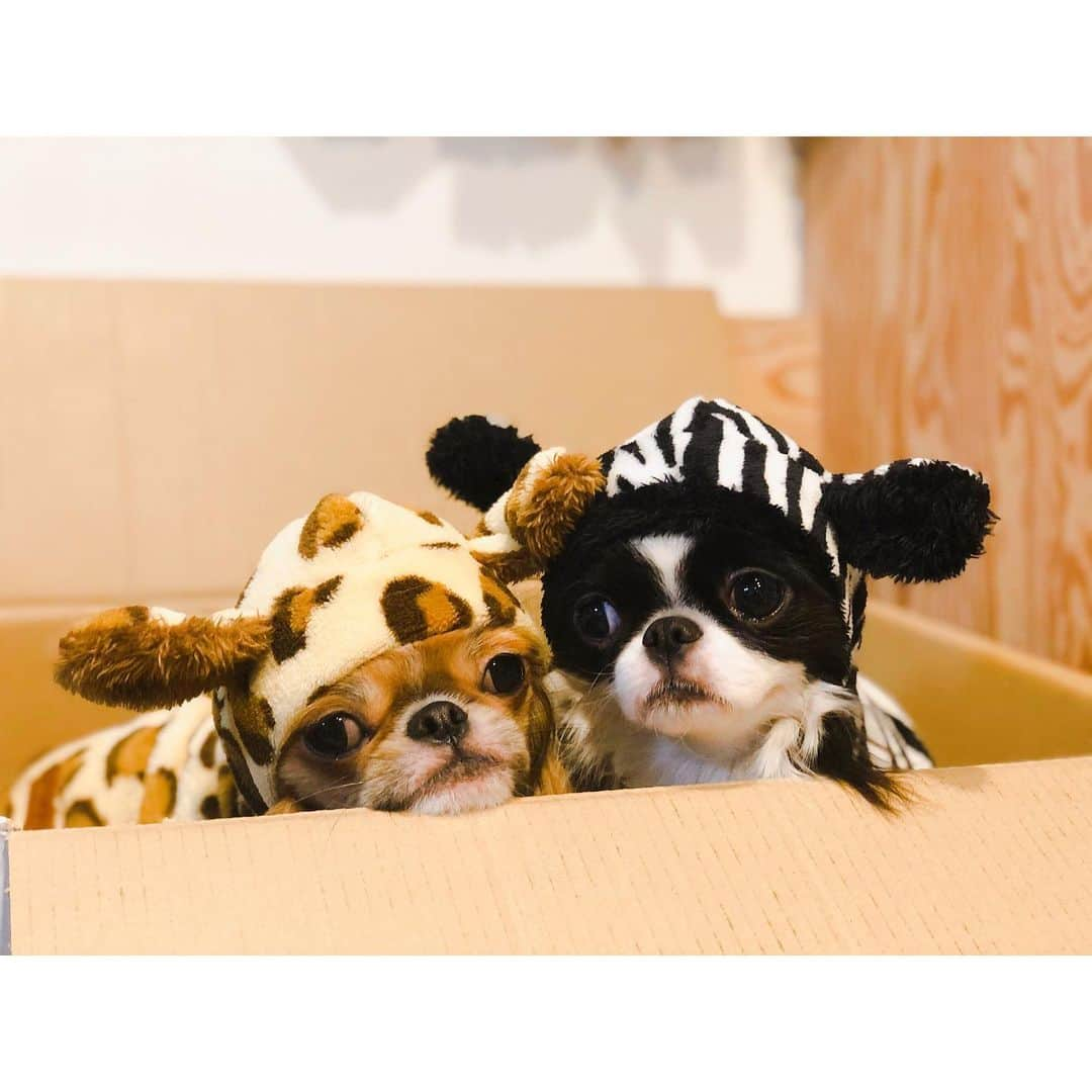 juntowaさんのインスタグラム写真 - (juntowaInstagram)「ダイソーの服買ったよ。#シマウマ#キリン#🦓#🦒」12月21日 19時16分 - juntowa