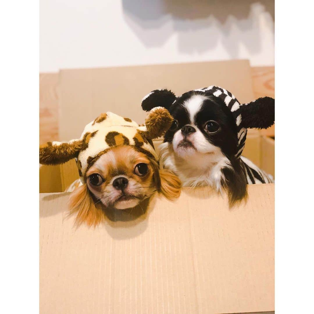 juntowaさんのインスタグラム写真 - (juntowaInstagram)「ダイソーの服買ったよ。#シマウマ#キリン#🦓#🦒」12月21日 19時16分 - juntowa