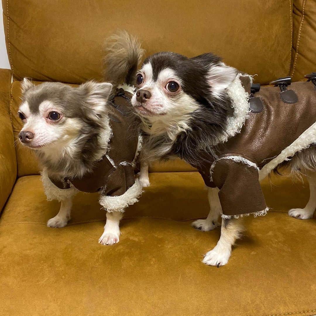 田崎佑一のインスタグラム：「今年の冬はこれで乗り切るワン🐶 @inutotown さんのダッフルコートをプレゼントして頂きました！ありがとうございます🎁うちのチワワのしげまると福、大喜びです✨✨✨ #inutotown  #チワワ #ダッフルコートチワワ #ロングコートチワワ」