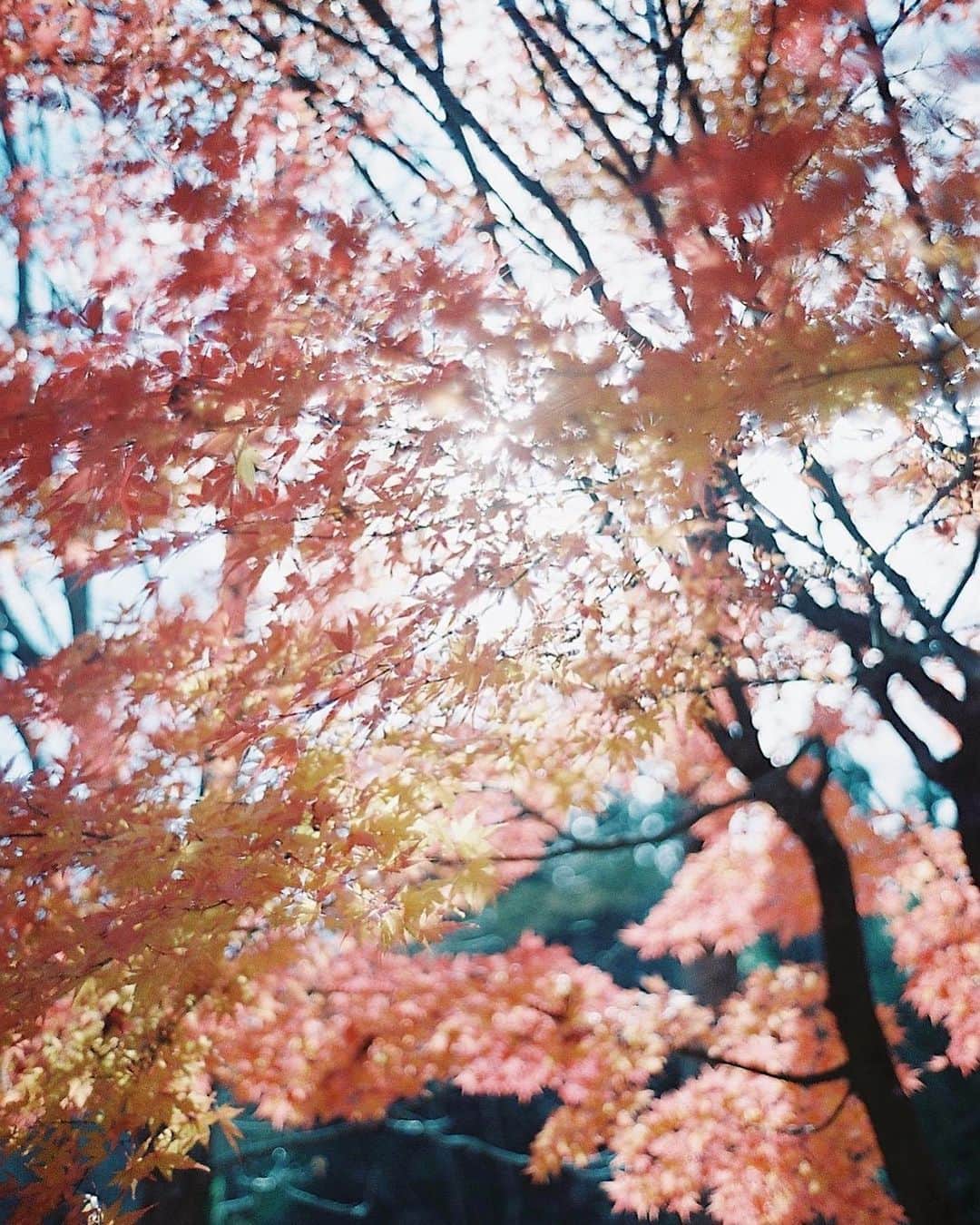 haru wagnusさんのインスタグラム写真 - (haru wagnusInstagram)「Irodoru Kaori ㅤㅤㅤㅤㅤㅤㅤㅤㅤㅤㅤㅤㅤ ㅤㅤㅤㅤㅤㅤㅤㅤㅤㅤㅤㅤㅤ  秋から冬への香り。 好きな香りです。 空気は冷たい。 草木が染み込んでいく。 色味の記憶だけ遺るんです。 毎年ね。 ㅤㅤㅤㅤㅤㅤㅤㅤㅤㅤㅤㅤㅤ ㅤㅤㅤㅤㅤㅤㅤㅤㅤㅤㅤㅤㅤ #秋から冬へ  #leicaphotography #pro400h」12月21日 19時48分 - wagnus
