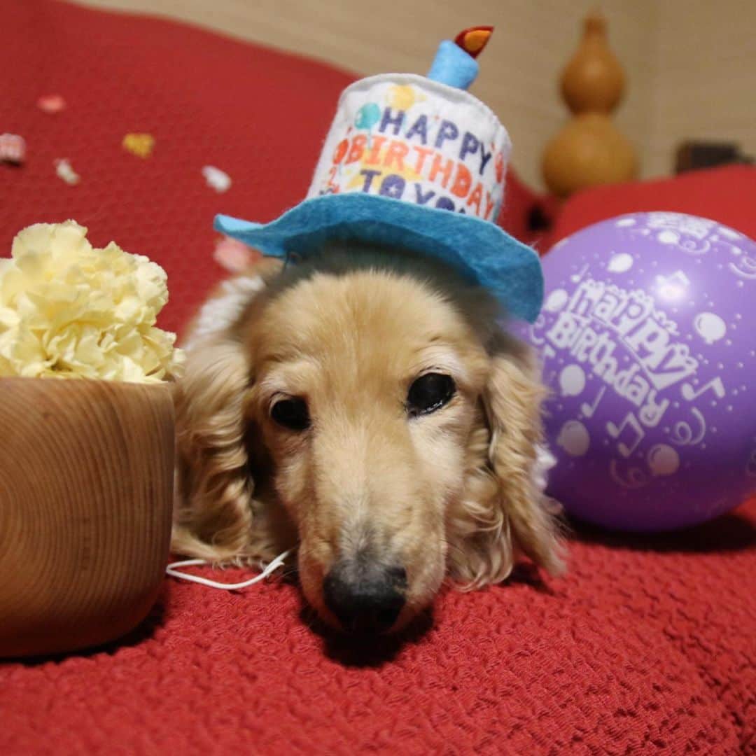 ハッチ＆ニコのインスタグラム：「Hatch Happy 16th birthday 🎂🎉 今日は12月21日 ハッチくんの誕生日 本日16歳になりました。  正直、一年前の誕生日は最後かもしれないなぁ　なんて漠然と感じさせたハッチくん。寒い冬も酷暑の夏も食欲だけはバッチリで乗り切りました。耳の炎症だったり歯槽膿漏だったりで病院には何度も通ってますが内臓は元気みたいです。目も耳も不自由になってお出かけも写真も難しくなって来たので登場回数は減ってしまいました。でもクリクリ👀は健在でハッチの方がイイね❤️もらうので皆さんに可愛がって頂いてるんだなぁって思っております。まだまだ元気でまた一年過ごせますように。ハッチくんお誕生日おめでとう🎉 お爺ちゃんなので撮影中に寝ちゃいました😅 #カメラ嫌い同好会  #犬の生活が第一 #癒しわんこ #dachshund #犬バカ部 #短足部 #ふわもこ部 #tokyocameraclub #東京カメラ部」