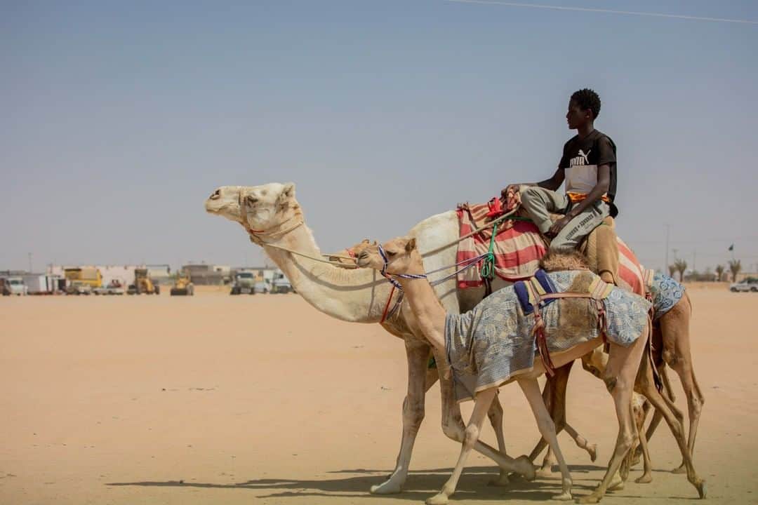 ナショナルジオグラフィックさんのインスタグラム写真 - (ナショナルジオグラフィックInstagram)「Photo by @tasneemalsultan | Did you know that camels can survive without water for nine days in heat and for three months in the winter? Photo taken in Taif, Saudi Arabia, during the camel race festival, which draws 42 countries and more than 10,000 racing camels. #Taif #saudiarabia」12月21日 20時38分 - natgeo
