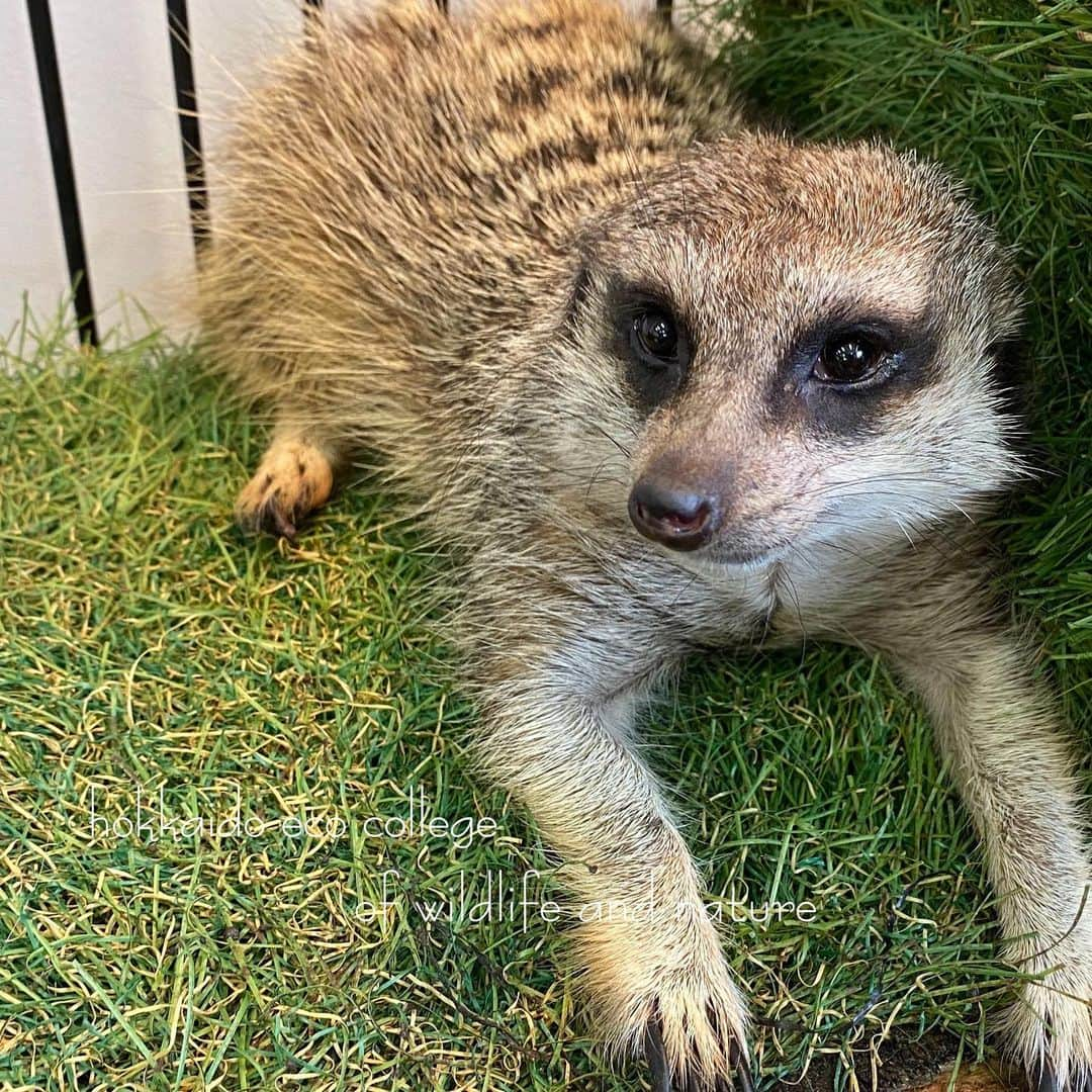 hokkaidoecoさんのインスタグラム写真 - (hokkaidoecoInstagram)「リラックス(*¨*) #北海道エコ #動物 #専門学校 #ミーアキャット #かーくん #リラックス #かわいい #お顔だねー #☺️」12月21日 20時46分 - hokkaidoeco