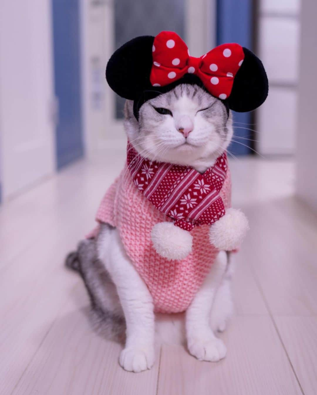 Sakiさんのインスタグラム写真 - (SakiInstagram)「* Hi guys. So my nephew let me borrow his cat's Minnie mouse ears so Eve tried it on❤️ Eve: "mommy! it's coming off!!" * こんばんはー！ 甥っ子が実家ファミリー猫のミニーちゃんカチューシャ貸してくれました😻 イブ:「ママーー！落ちてきたぁ〜！」 #元野良猫部 #元野良もカワイイ説普及隊 *」12月21日 21時17分 - rubyeve12