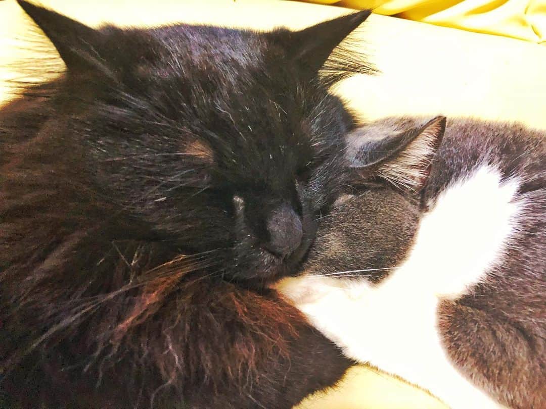 後藤健流さんのインスタグラム写真 - (後藤健流Instagram)「うちのモコのすけ。 しんのすけー 苦しいだろそれ。笑 あーかわいい。 お裾分け☺️ #猫 #家族 #love」12月21日 21時28分 - takeru0324