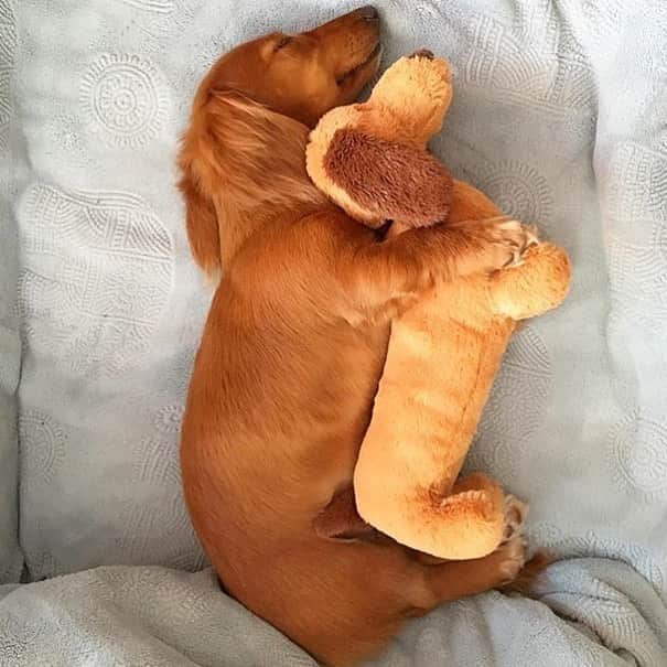 animals.coのインスタグラム：「I am in love 🐕😍 | Photography by @rosie_minidoxie」