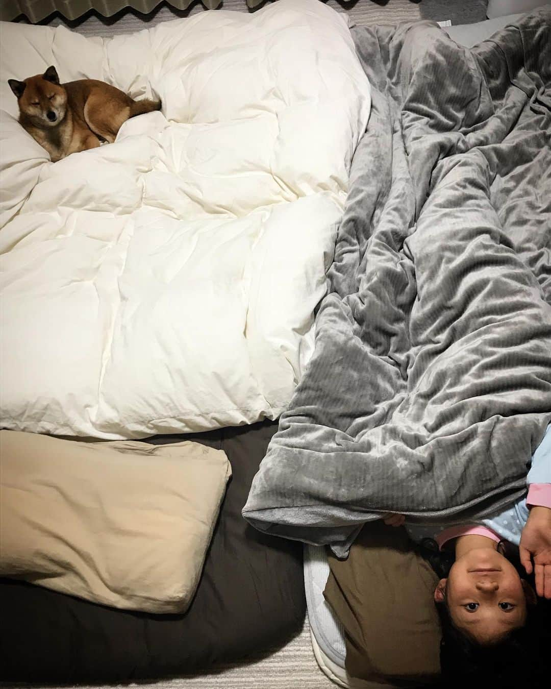 柴犬はなこ Shibainu Hanakoさんのインスタグラム写真 - (柴犬はなこ Shibainu HanakoInstagram)「寝てるかと思いきや🤣🤣🤣怖っ #shiba #dog #shibainu #kid #犬 #柴犬 #犬とこども #布団生活」12月21日 22時07分 - kiki_beee