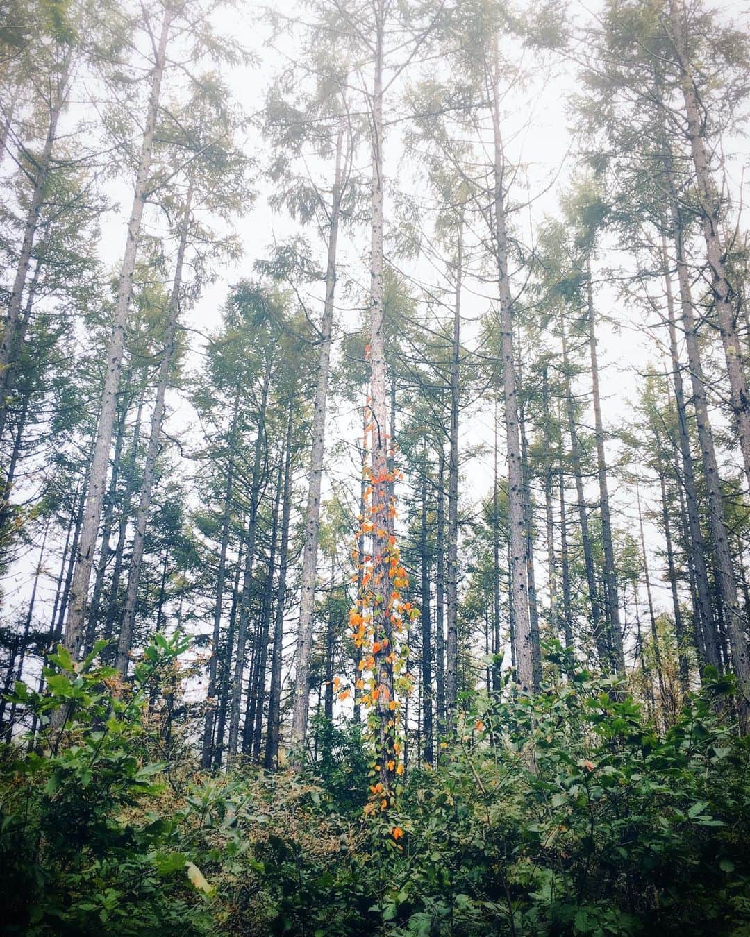 ima_ju / Jun Iのインスタグラム：「. . Vertical One . . wiz @tokyo_grapher #ShotOn_TG  #ShotoniPhone . ZD WIDE LENS PRO　 #TG_Wide . . ::」