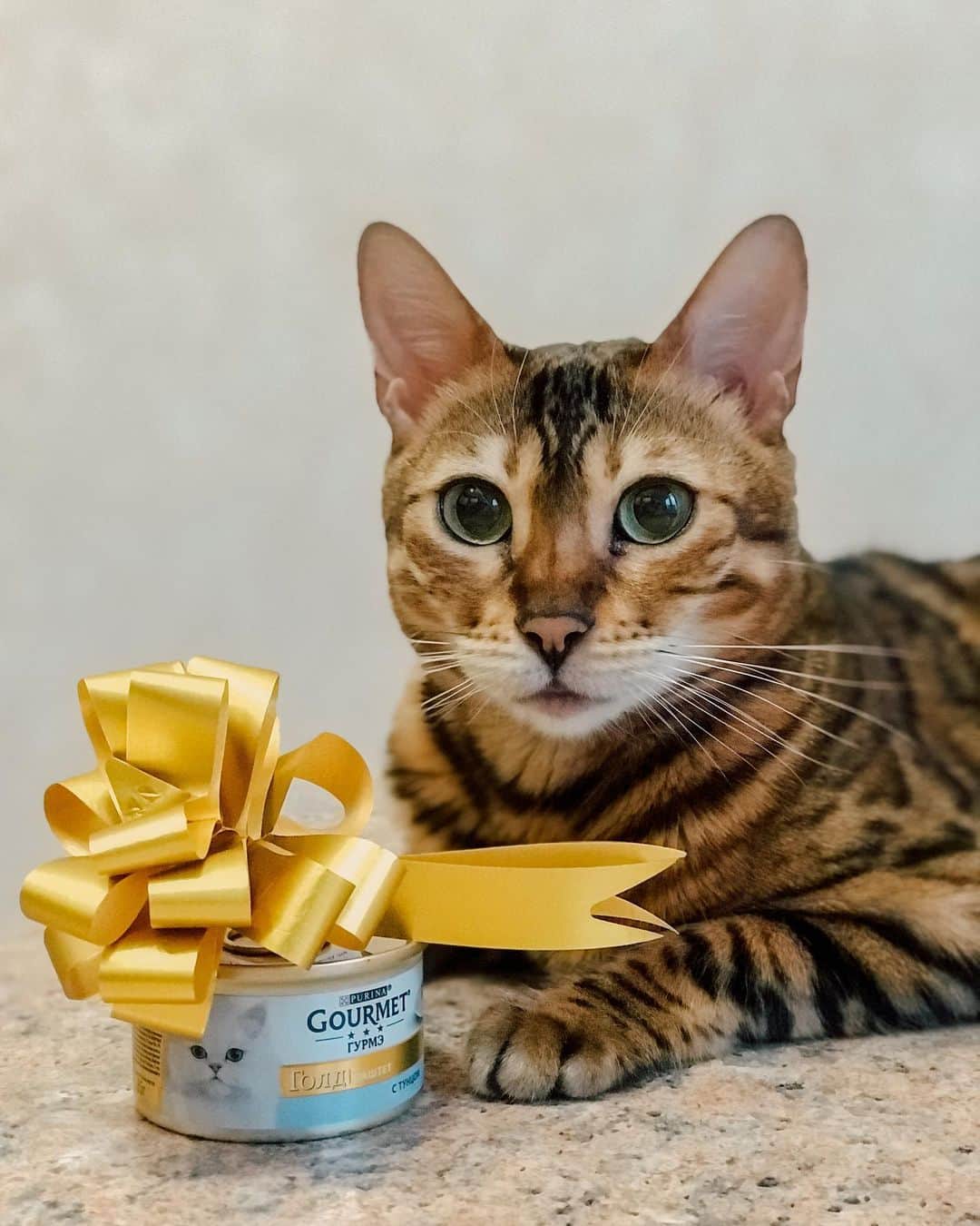 Celeb Bengal Cat · Simbaのインスタグラム：「with gift from Santa 🎁🎄 #gourmet #purina」