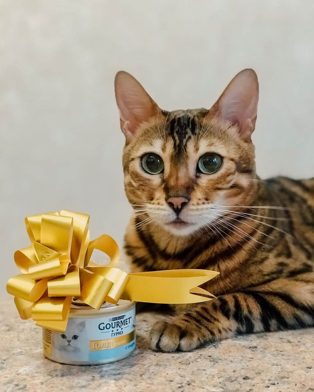 Celeb Bengal Cat · Simbaのインスタグラム：「with gift from Santa 🎁🎄 #gourmet #purina」
