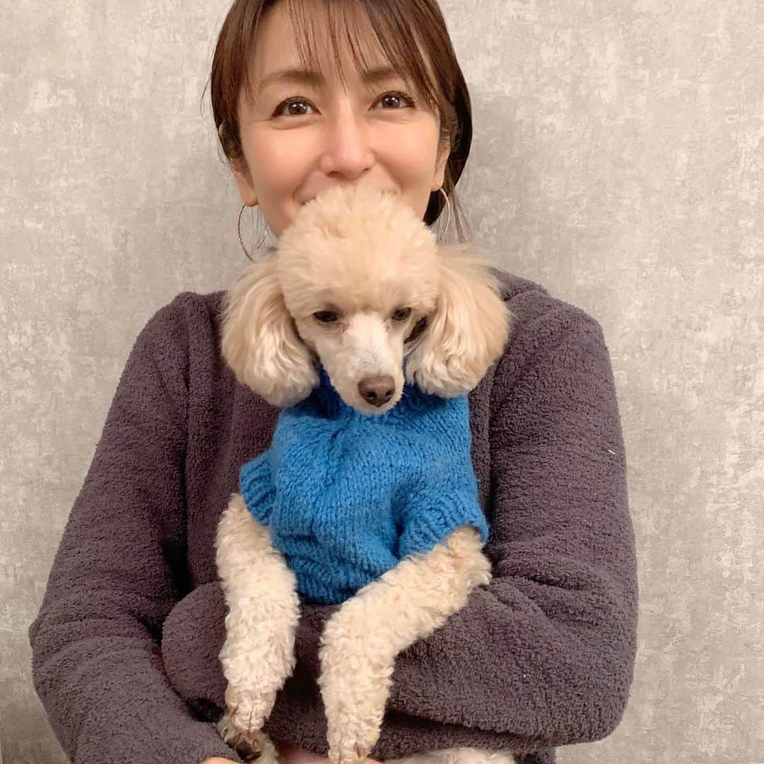 矢田亜希子さんのインスタグラム写真 - (矢田亜希子Instagram)「きなこです。 もなかではなく、これはきなこです。 #愛犬#トイプードル#toypoodle #姉妹犬#そっくり#５つ子ちゃん #５つ子ちゃんのうちの2匹#がもなかときなこ#toypoodleapricot #癒し#手編みのニット」12月21日 22時39分 - akiko_yada