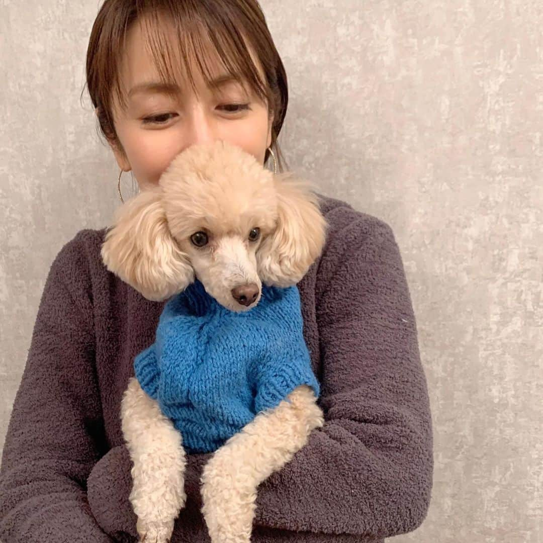 矢田亜希子さんのインスタグラム写真 - (矢田亜希子Instagram)「きなこです。 もなかではなく、これはきなこです。 #愛犬#トイプードル#toypoodle #姉妹犬#そっくり#５つ子ちゃん #５つ子ちゃんのうちの2匹#がもなかときなこ#toypoodleapricot #癒し#手編みのニット」12月21日 22時39分 - akiko_yada