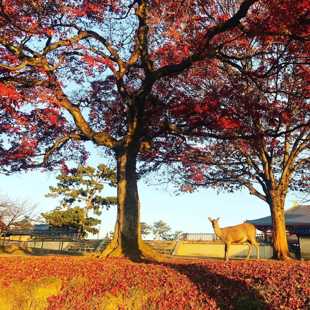 板谷由夏 さんのインスタグラム写真 - (板谷由夏 Instagram)「奈良、また行こうっと 奈良から帰ってすぐ奈良出身の高田聖子氏と会う。 小林聡美さんと三人で ドラマナースマンのナース会。 18年も前だった。ひゃーーーー！！」12月21日 22時44分 - yukaitaya