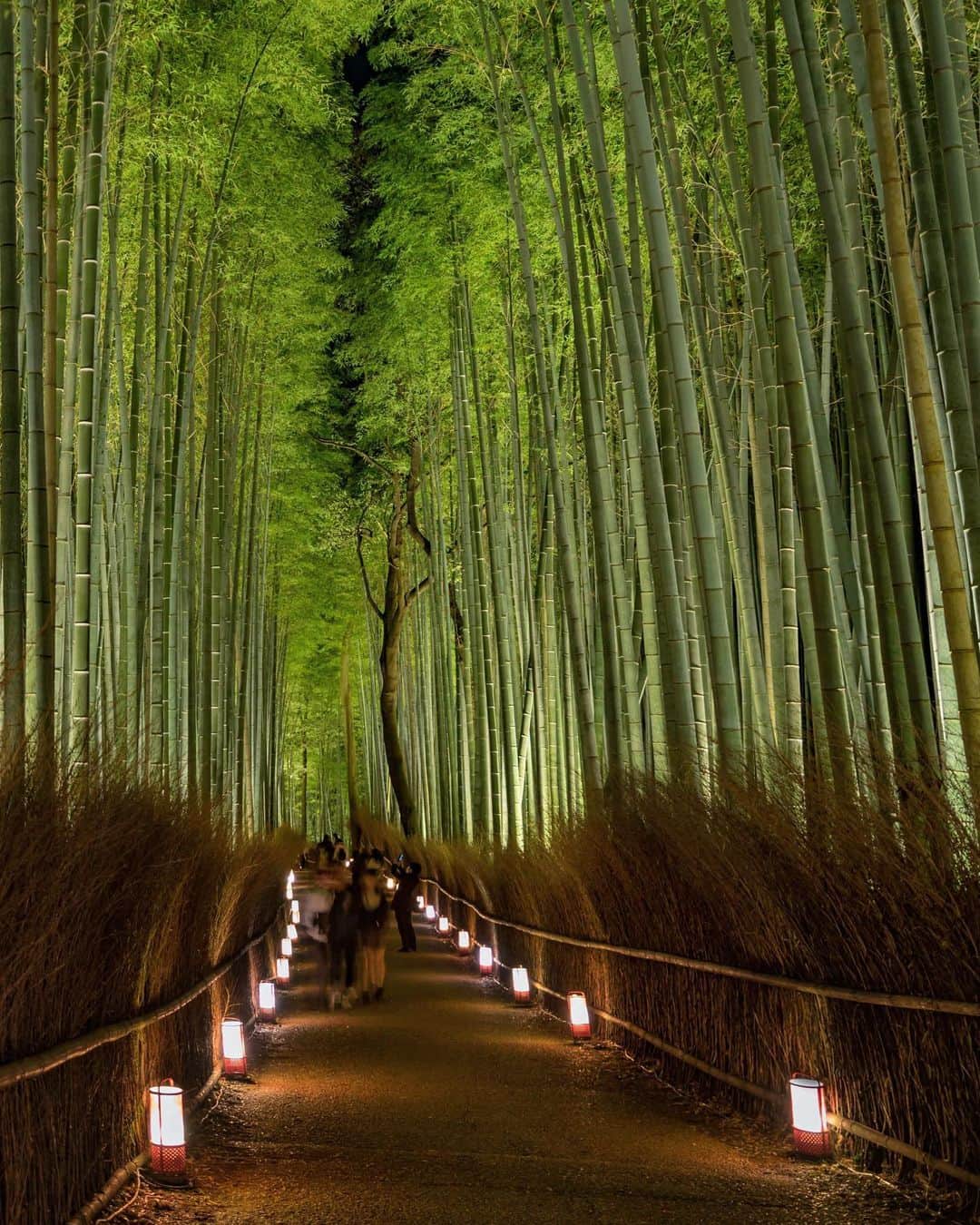 詩歩さんのインスタグラム写真 - (詩歩Instagram)「🎋﻿ ﻿ ﻿ 夜の竹林に明かりが灯る嵐山花灯路。﻿ Arashiyama Bamboo Grove is illuminated by warm lights at night during the event of Kyoto Arashiyama Hanatouro.﻿ ﻿ ﻿ 京都で冬のはじまりを告げるイベント。﻿ 嵐山の渡月橋や嵯峨野の竹林の小径のエリアがライトアップされます。﻿ ﻿ 今年は12/22まで💡﻿ 20時半消灯なので、行く場合はお早めに☺﻿ ﻿ ﻿ #shiho_kyoto﻿ ﻿ ﻿ 📍嵐山 竹林の小径／京都府﻿ 📍Arashiyama Bamboo Grove／Kyoto Japan﻿ ﻿ ﻿ ©詩歩/Shiho」12月21日 22時57分 - shiho_zekkei